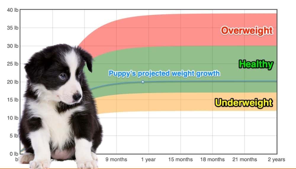 Border Collie Cooking Conversion Chart Temperatures Weights